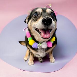 Fundraising Page: Raissa Gore